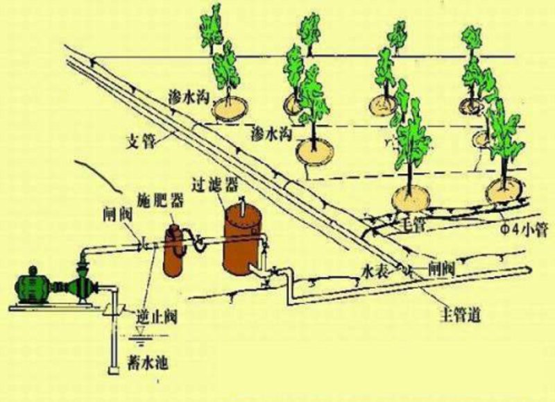 无土栽培技术选购指南：打造绿色高效的小菜园