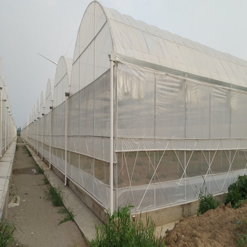 大棚蔬菜种植引领农业转型升级