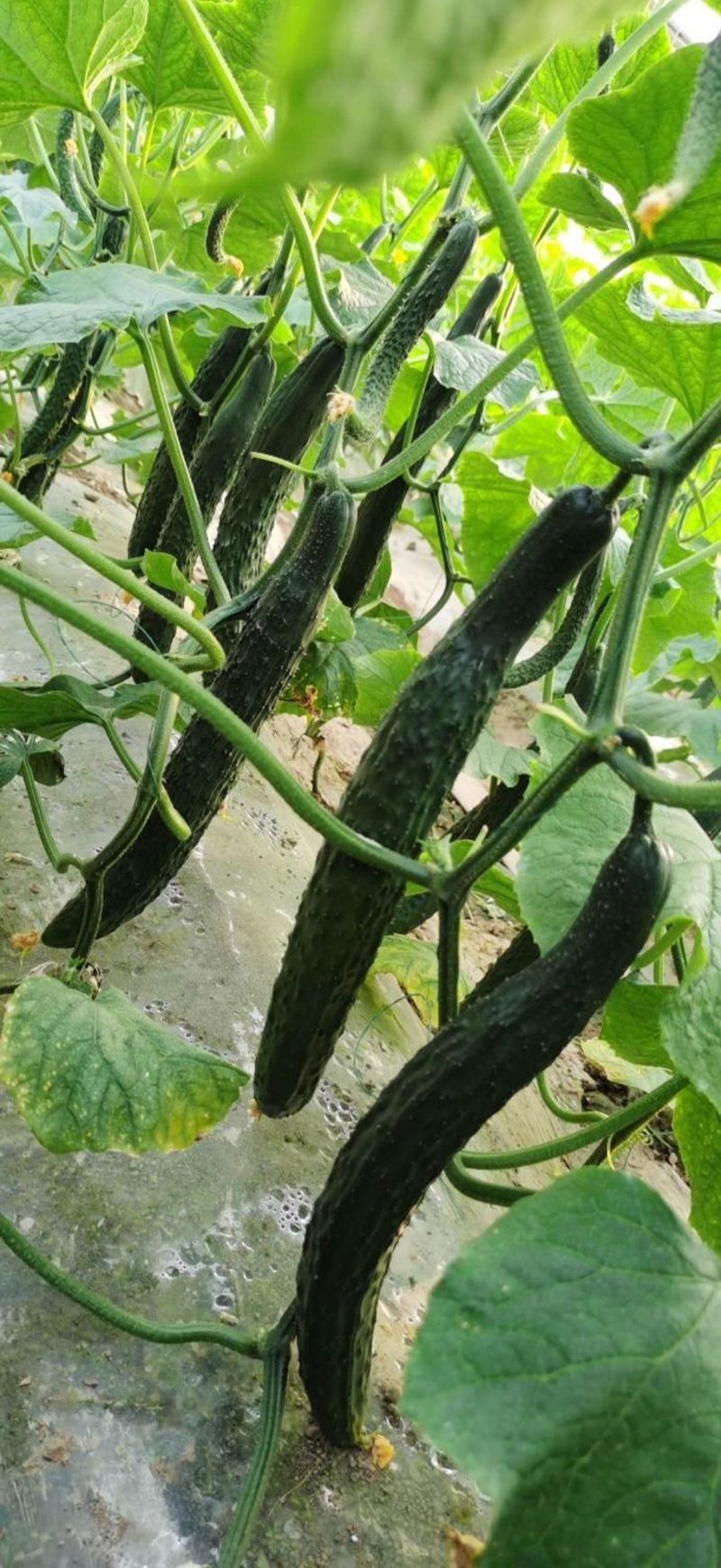大棚蔬菜种植